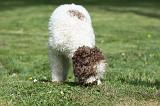 LAGOTTO CAVAGE 007